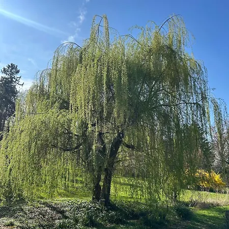 La Chaladrerie Grande Maison De Maitre Avec Jardin